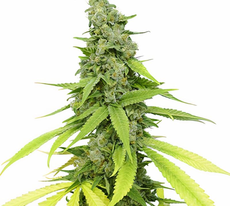 Hyper Critical Cannabissamen-Verpackung — Royal King Seeds Deutschland