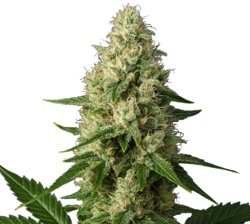 Ice Cream Cannabissamen-Verpackung — Royal King Seeds Deutschland