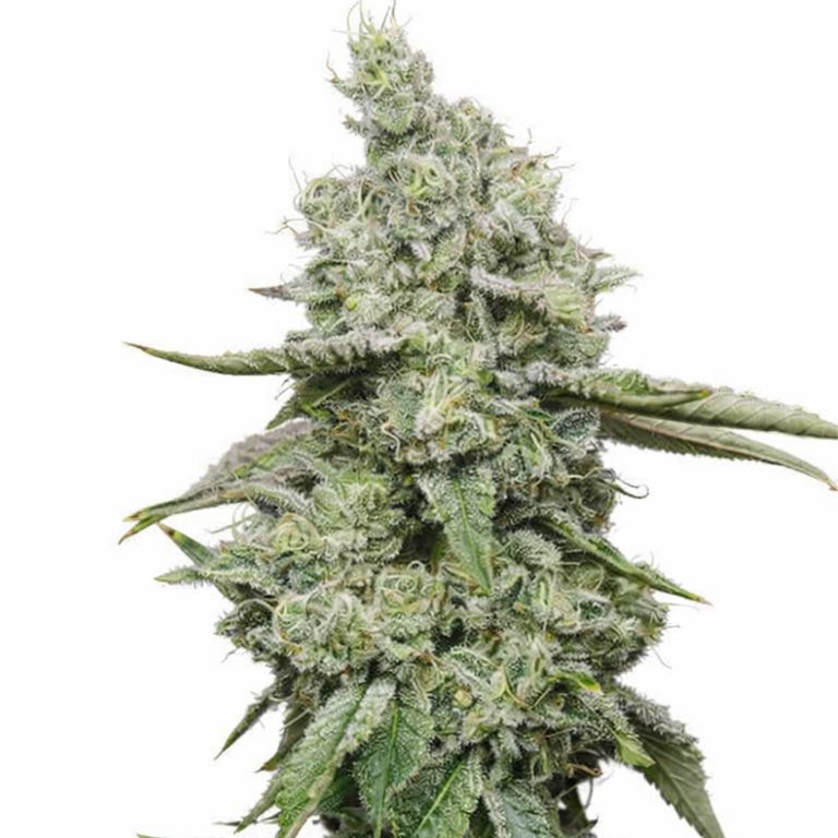 Ice Cannabissamen-Verpackung — Royal King Seeds Deutschland