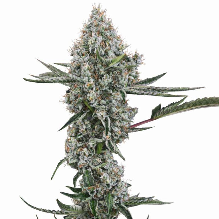 Illuminati OG Cannabissamen-Verpackung — Royal King Seeds Deutschland