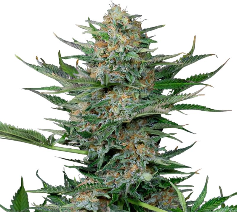 Industrial Plant Cannabissamen-Verpackung — Royal King Seeds Deutschland