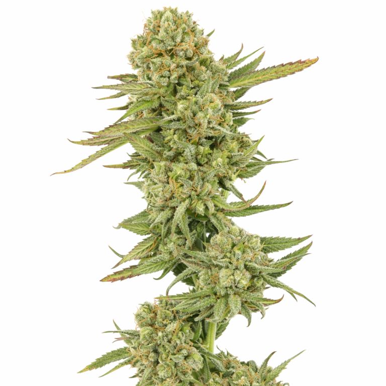 Ingrid Cannabissamen-Verpackung — Royal King Seeds Deutschland