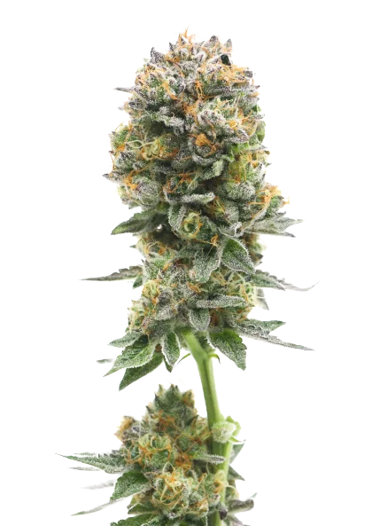Iron Triangle Cannabissamen-Verpackung — Royal King Seeds Deutschland