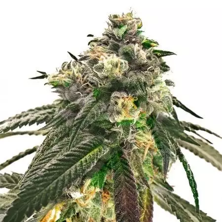 J1 Cannabissamen-Verpackung — Royal King Seeds Deutschland