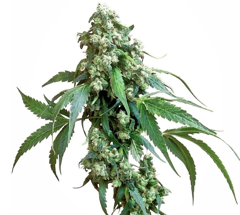 Jack Flash Cannabissamen-Verpackung — Royal King Seeds Deutschland