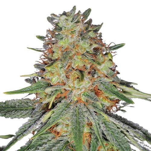Jack Frost Cannabissamen-Verpackung — Royal King Seeds Deutschland