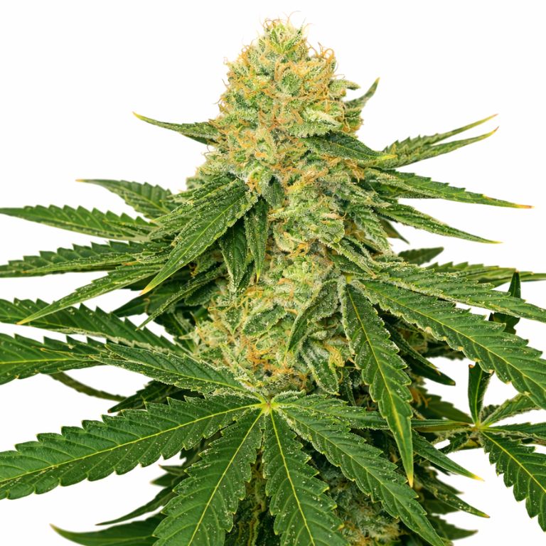 Jack Herer Cannabissamen-Verpackung — Royal King Seeds Deutschland