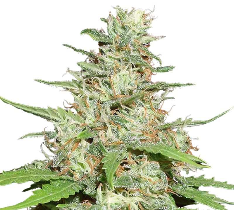 Jack the Ripper Cannabissamen-Verpackung — Royal King Seeds Deutschland