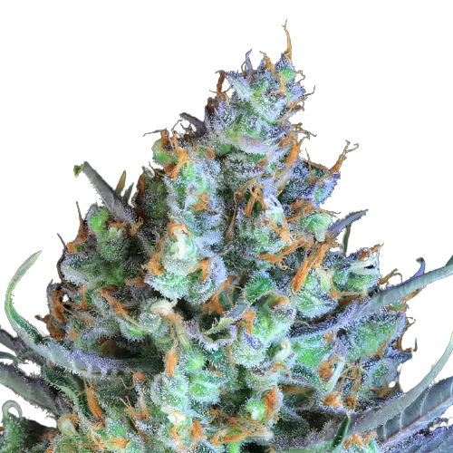 Jacked-Up Cannabissamen-Verpackung — Royal King Seeds Deutschland