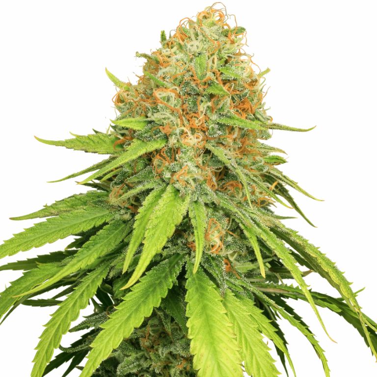 Jamaican Dream Cannabissamen-Verpackung — Royal King Seeds Deutschland