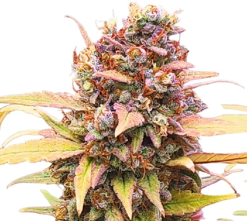 Jawa Pie Cannabissamen-Verpackung — Royal King Seeds Deutschland