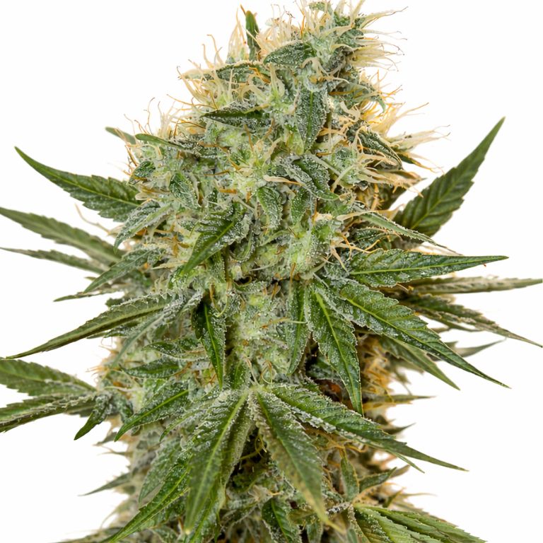 Jean Guy Cannabissamen-Verpackung — Royal King Seeds Deutschland