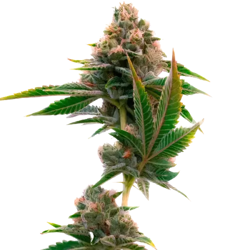 Jedi Cookies Cannabissamen-Verpackung — Royal King Seeds Deutschland