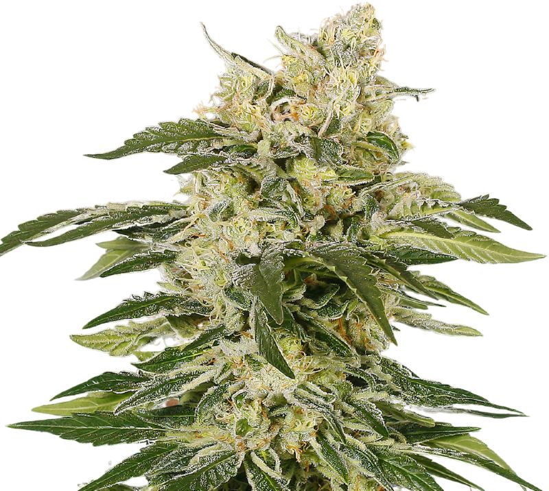 Jedi Kush Cannabissamen-Verpackung — Royal King Seeds Deutschland