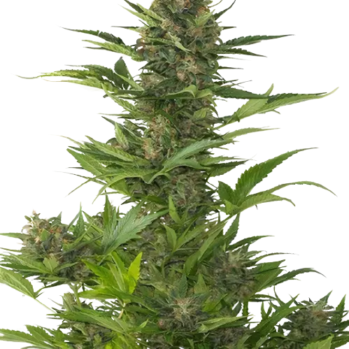 Jelly Roll Cannabissamen-Verpackung — Royal King Seeds Deutschland