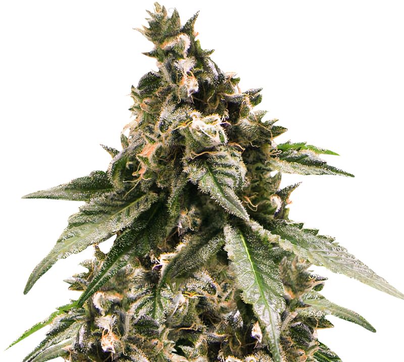 Jesus OG Cannabissamen-Verpackung — Royal King Seeds Deutschland