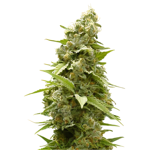 Jet Fuel Cannabissamen-Verpackung — Royal King Seeds Deutschland