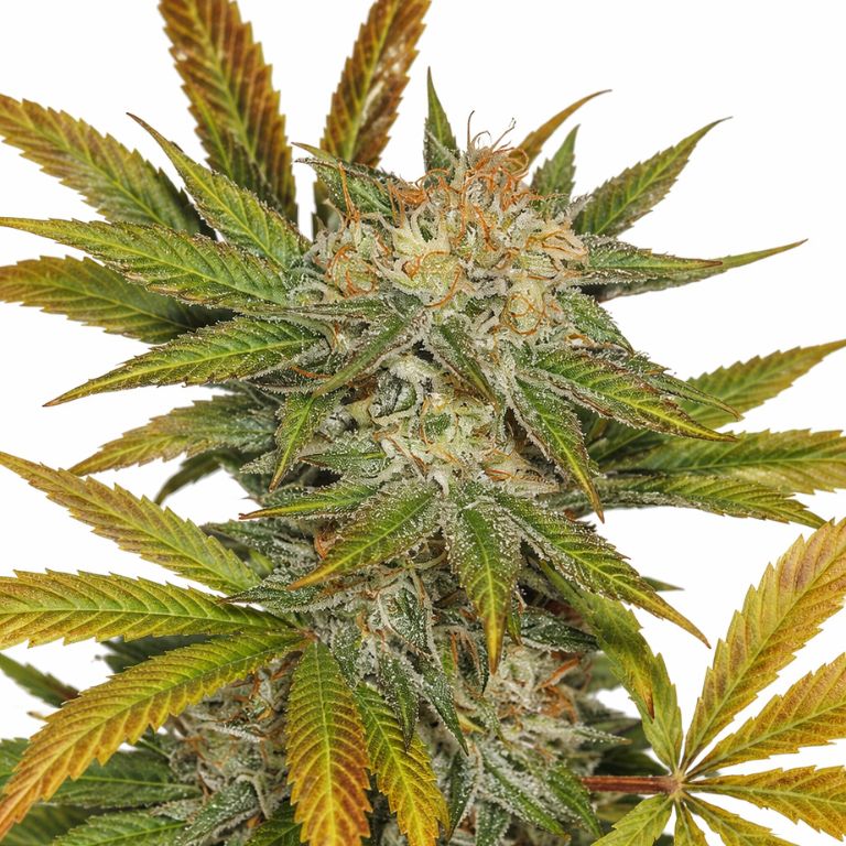 Jillybean Cannabissamen-Verpackung — Royal King Seeds Deutschland