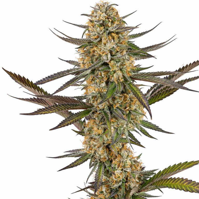 Juicy Fruit Cannabissamen-Verpackung — Royal King Seeds Deutschland