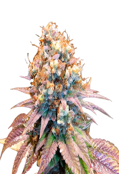 Jungle Juice Cannabissamen-Verpackung — Royal King Seeds Deutschland