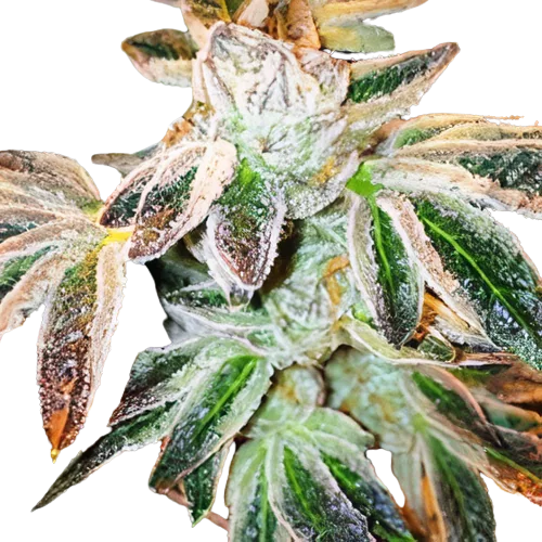 Jupiter OG Cannabissamen-Verpackung — Royal King Seeds Deutschland