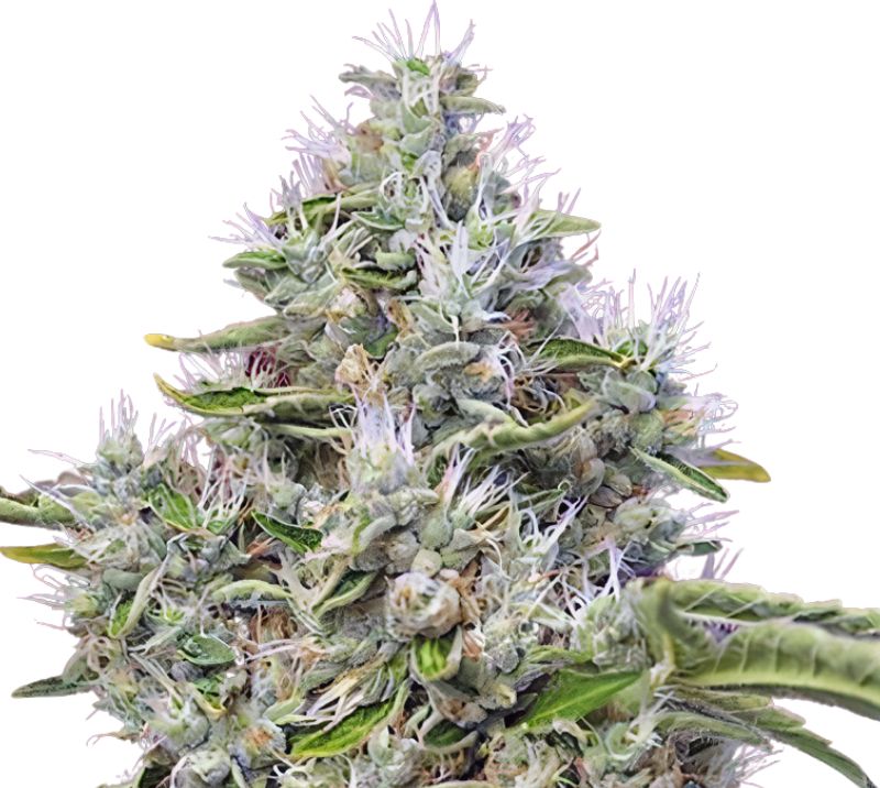 Kandahar Cannabissamen-Verpackung — Royal King Seeds Deutschland