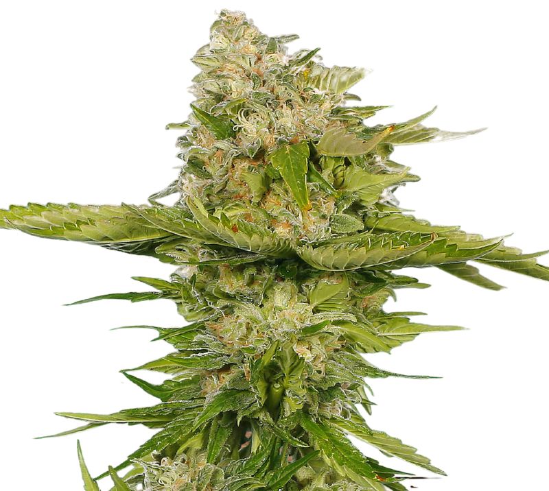 Kandy Kush Cannabissamen-Verpackung — Royal King Seeds Deutschland