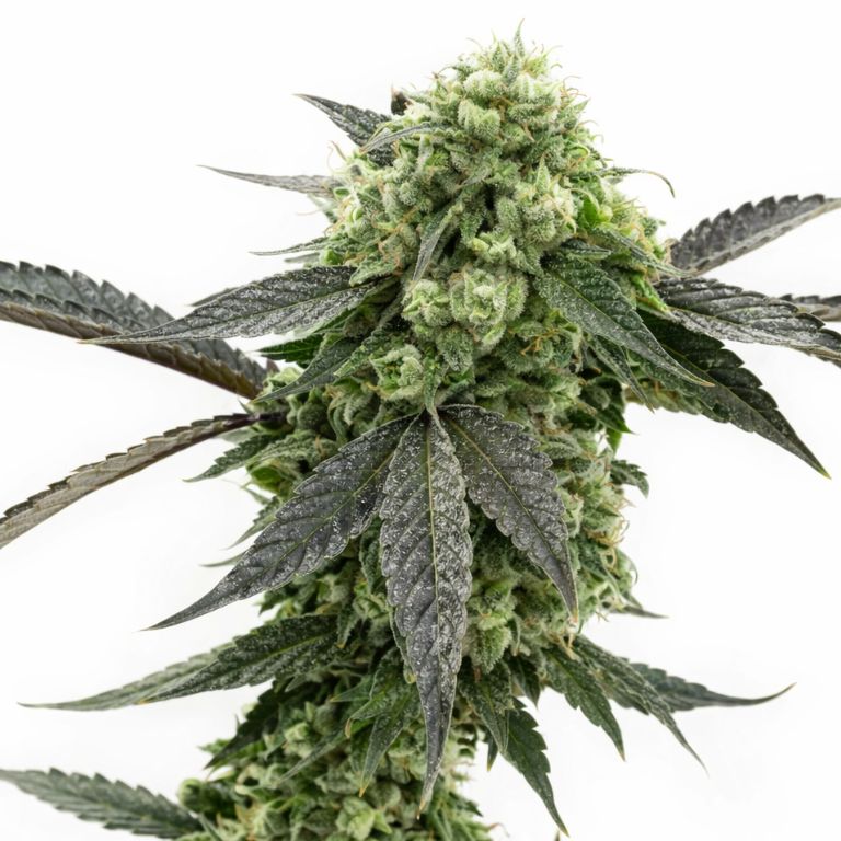Kid N’ Kookies Cannabissamen-Verpackung — Royal King Seeds Deutschland