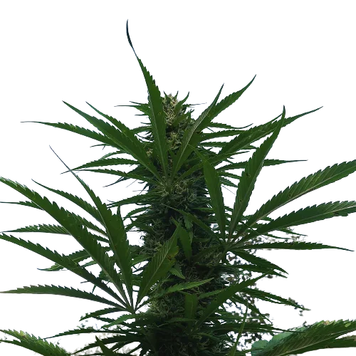 Kilimanjaro Cannabissamen-Verpackung — Royal King Seeds Deutschland