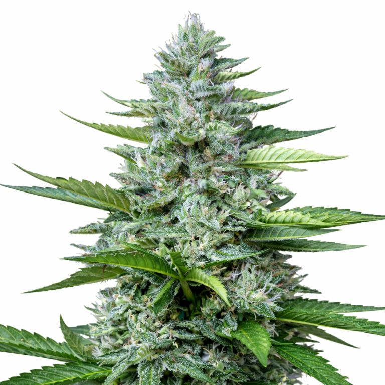 Killer Cannabissamen-Verpackung — Royal King Seeds Deutschland