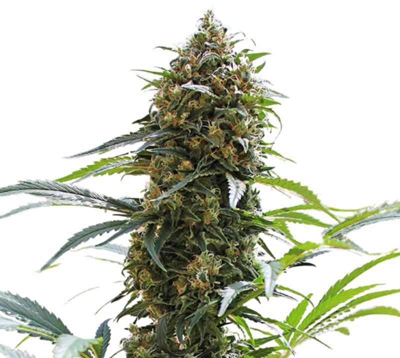 King Kong Cannabissamen-Verpackung — Royal King Seeds Deutschland