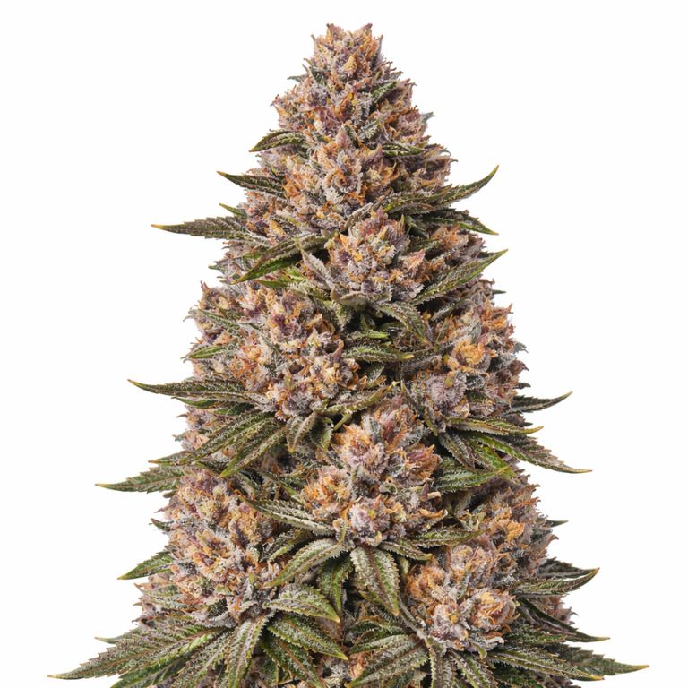 King Louis XIII Cannabissamen-Verpackung — Royal King Seeds Deutschland