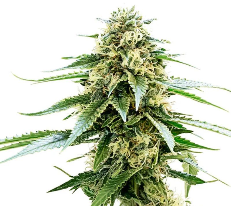 Kiwiskunk Cannabissamen-Verpackung — Royal King Seeds Deutschland