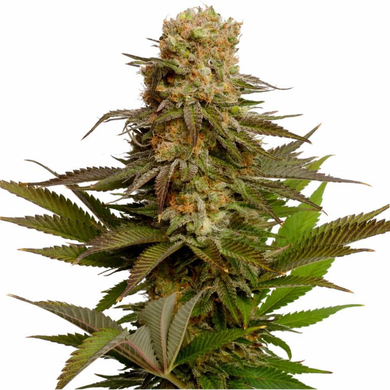 Kosher Kush Cannabissamen-Verpackung — Royal King Seeds Deutschland