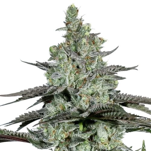 Kosher Tangie Cannabissamen-Verpackung — Royal King Seeds Deutschland