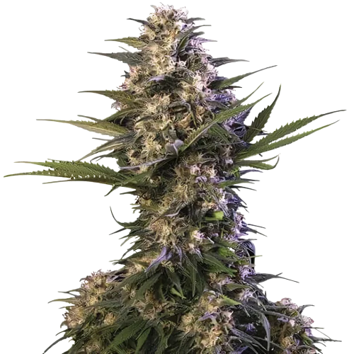 Kraken Cannabissamen-Verpackung — Royal King Seeds Deutschland
