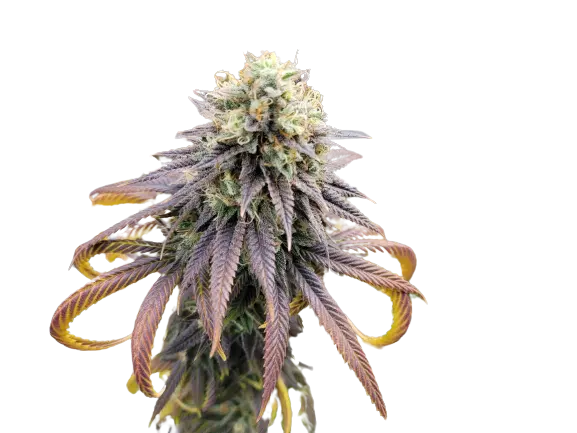 Krishna Kush Cannabissamen-Verpackung — Royal King Seeds Deutschland