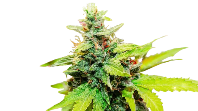 Kryptonite Cannabissamen-Verpackung — Royal King Seeds Deutschland