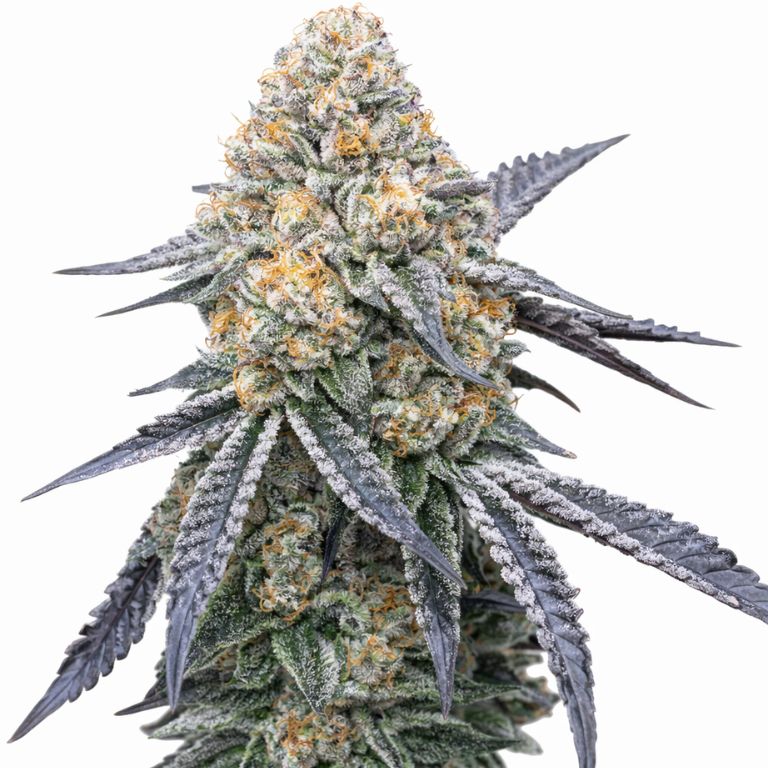 Kush XL Cannabissamen-Verpackung — Royal King Seeds Deutschland