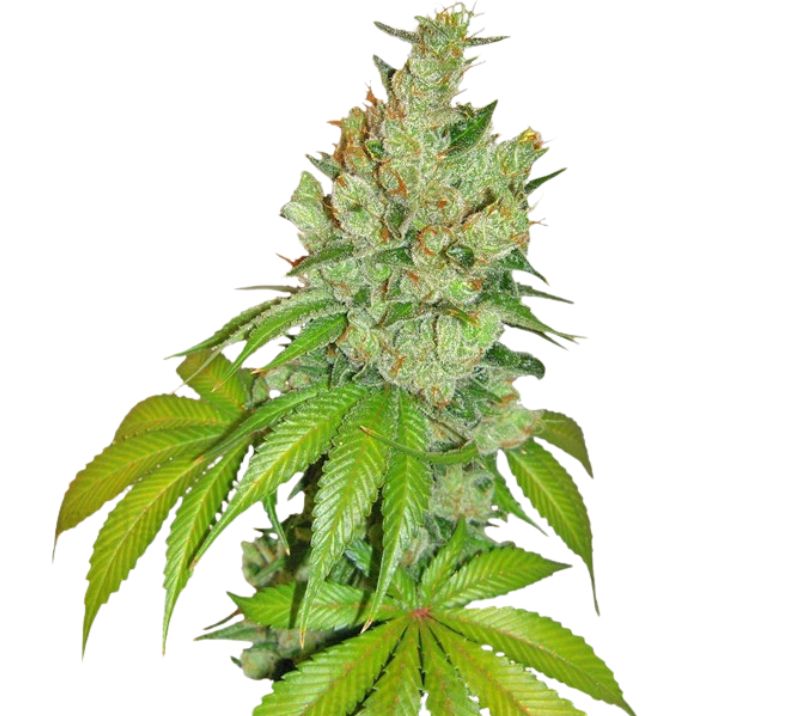 Kushberry Cannabissamen-Verpackung — Royal King Seeds Deutschland