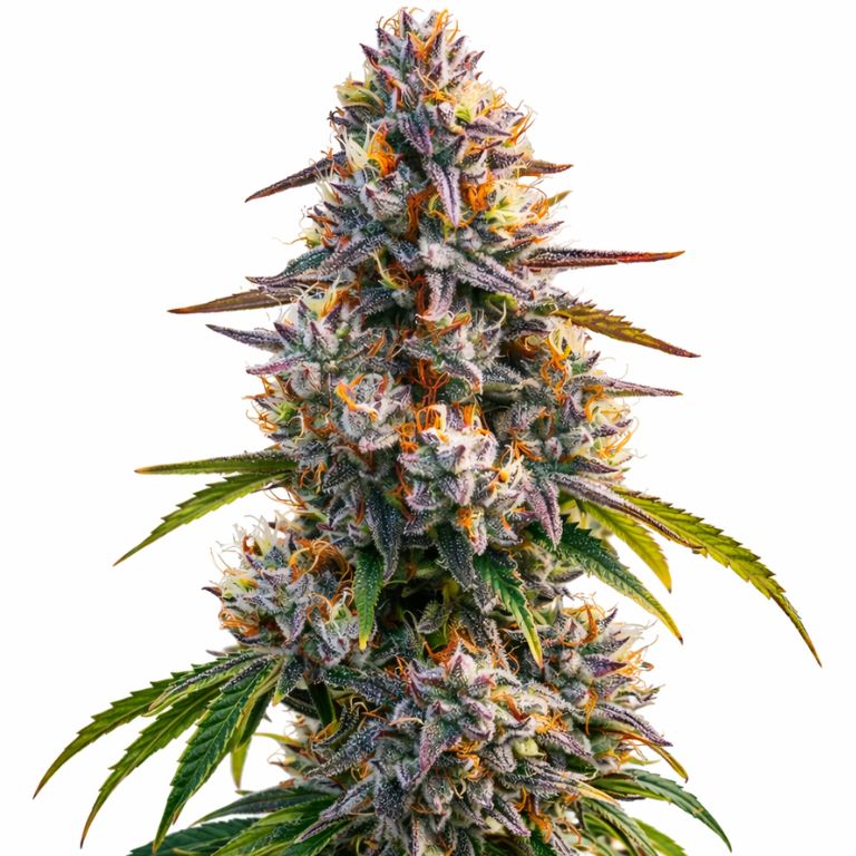 LA Confidential Cannabissamen-Verpackung — Royal King Seeds Deutschland