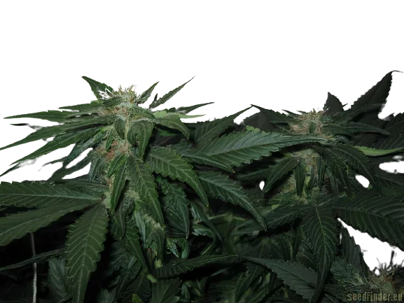 LA Woman Cannabissamen-Verpackung — Royal King Seeds Deutschland