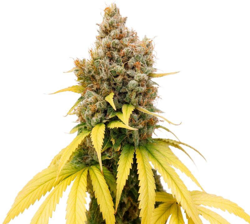 Ladyburn 1974 Cannabissamen-Verpackung — Royal King Seeds Deutschland