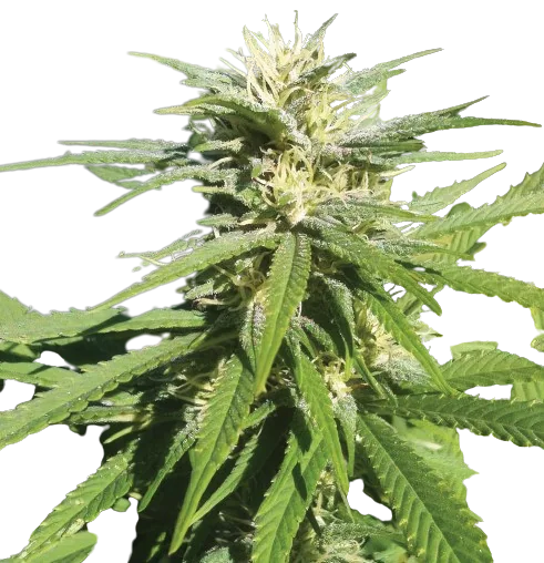 Lamborghini Cannabissamen-Verpackung — Royal King Seeds Deutschland