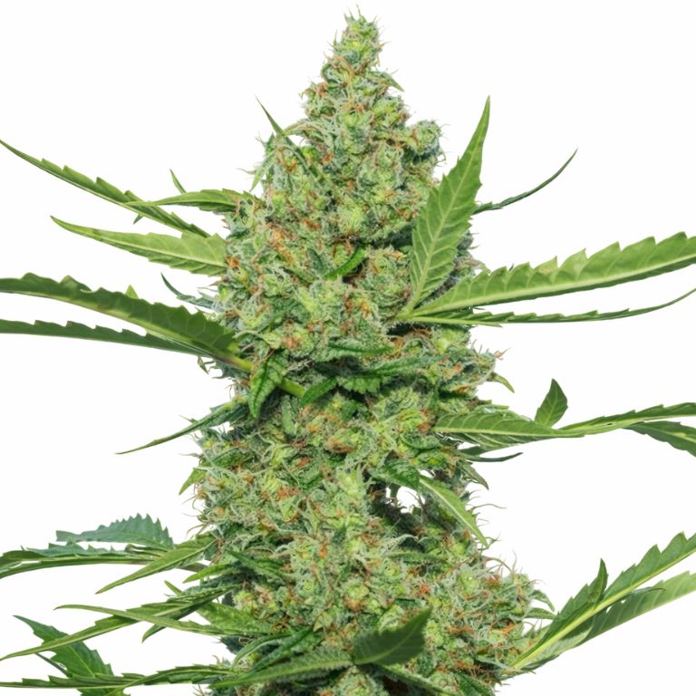 Laughing Buddha Cannabissamen-Verpackung — Royal King Seeds Deutschland