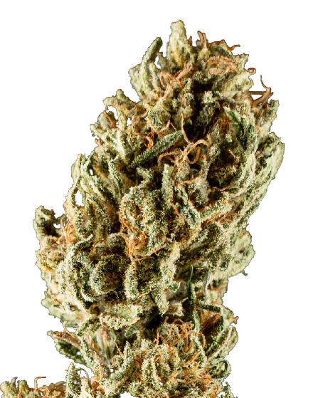 Lemon Crush Cannabissamen-Verpackung — Royal King Seeds Deutschland