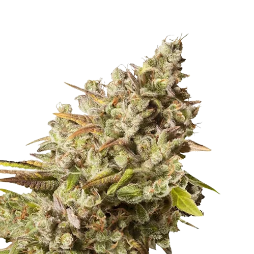 Lemon Daddy Cannabissamen-Verpackung — Royal King Seeds Deutschland