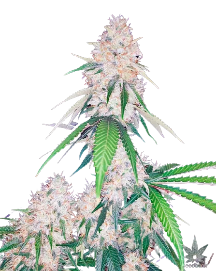 Lemon Diesel Cannabissamen-Verpackung — Royal King Seeds Deutschland