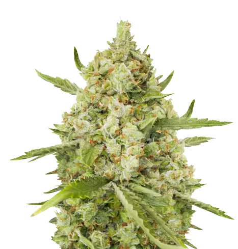 Lemon Drizzle Cannabissamen-Verpackung — Royal King Seeds Deutschland