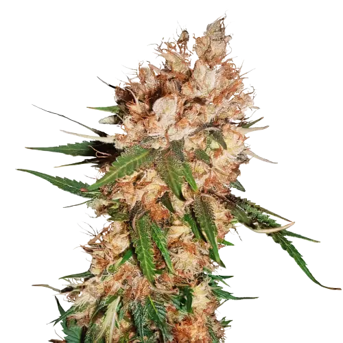 Lemon Cannabissamen-Verpackung — Royal King Seeds Deutschland